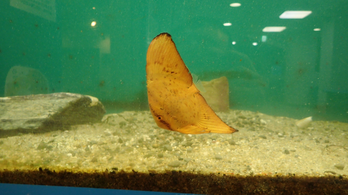 その姿はまるで枯葉 ナンヨウツバメウオの幼魚 展示開始のお知らせ 志摩マリンランド ゲンキ３ネット